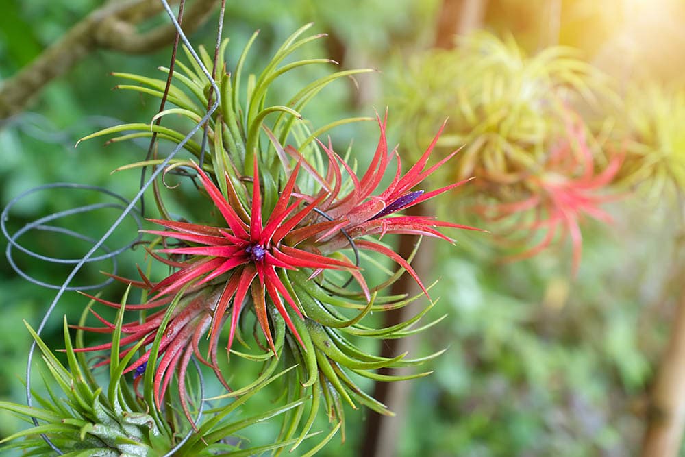 20 Types of Red Succulents (With Pictures)