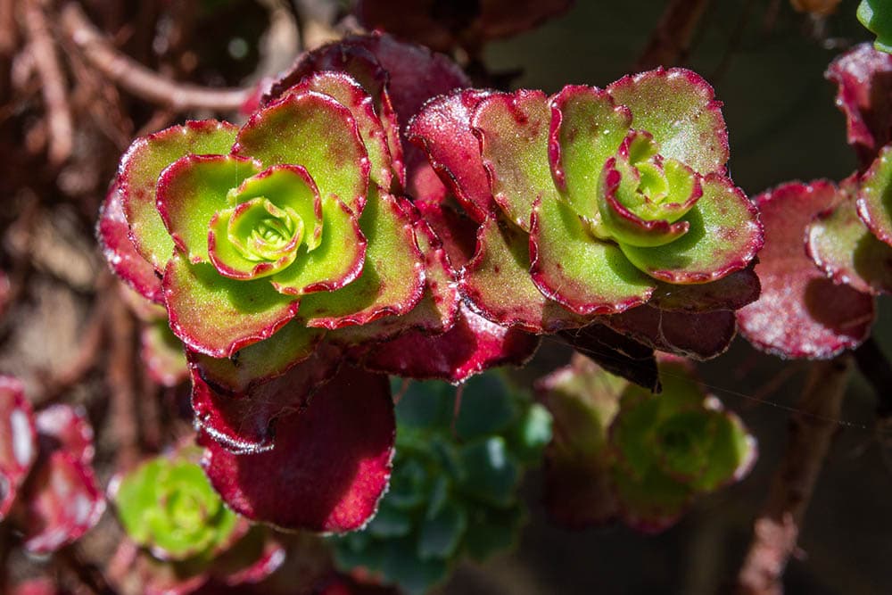 20 Types of Red Succulents (With Pictures)