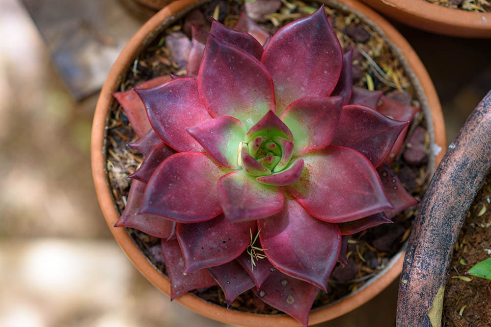 20 Types of Red Succulents (With Pictures)