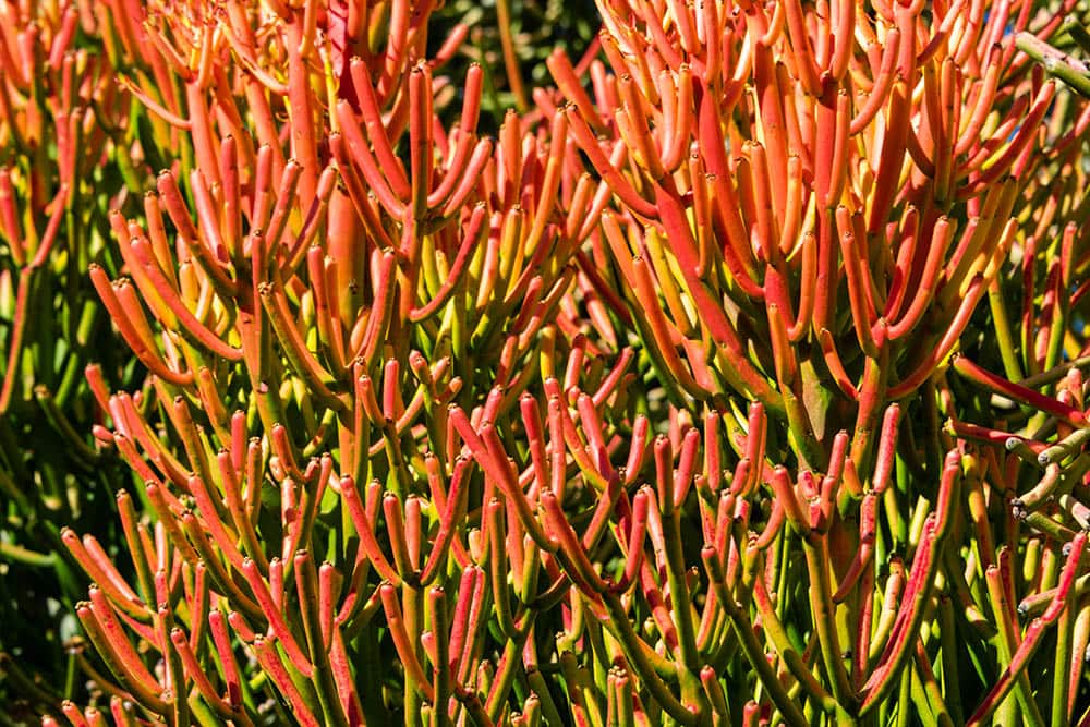 20 Types of Red Succulents (With Pictures)