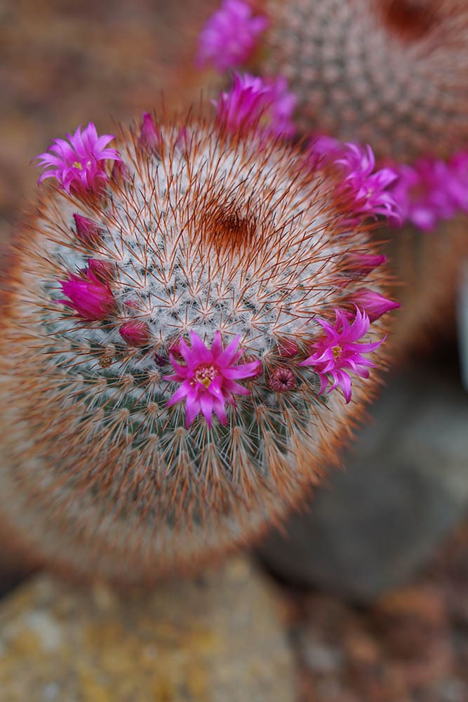 20 Types of Red Succulents (With Pictures)