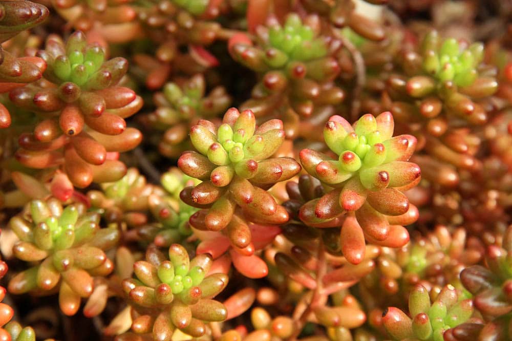 20 Types of Red Succulents (With Pictures)