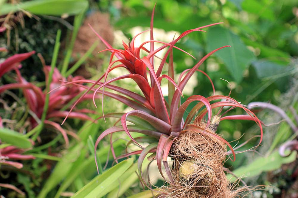 20 Types of Red Succulents (With Pictures)