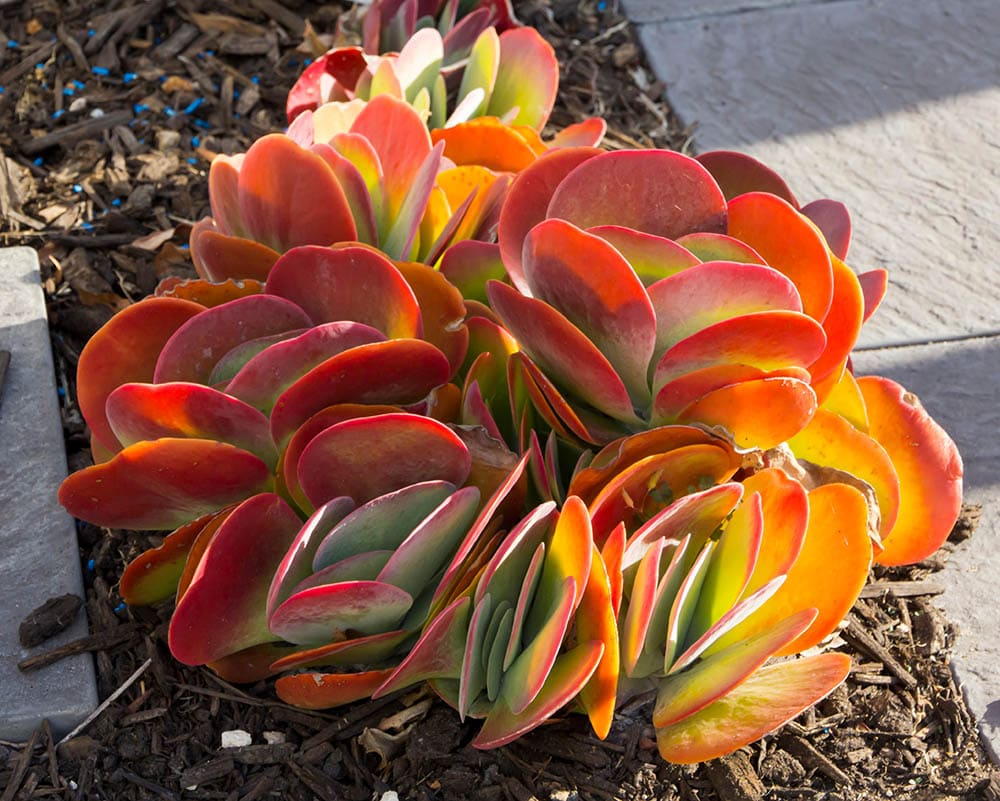 20 Types of Red Succulents (With Pictures)