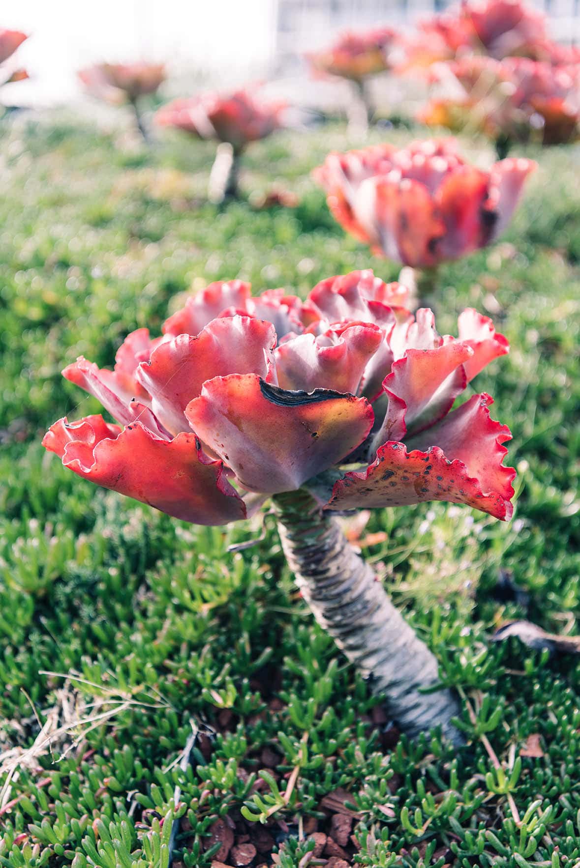 20 Types of Red Succulents (With Pictures)