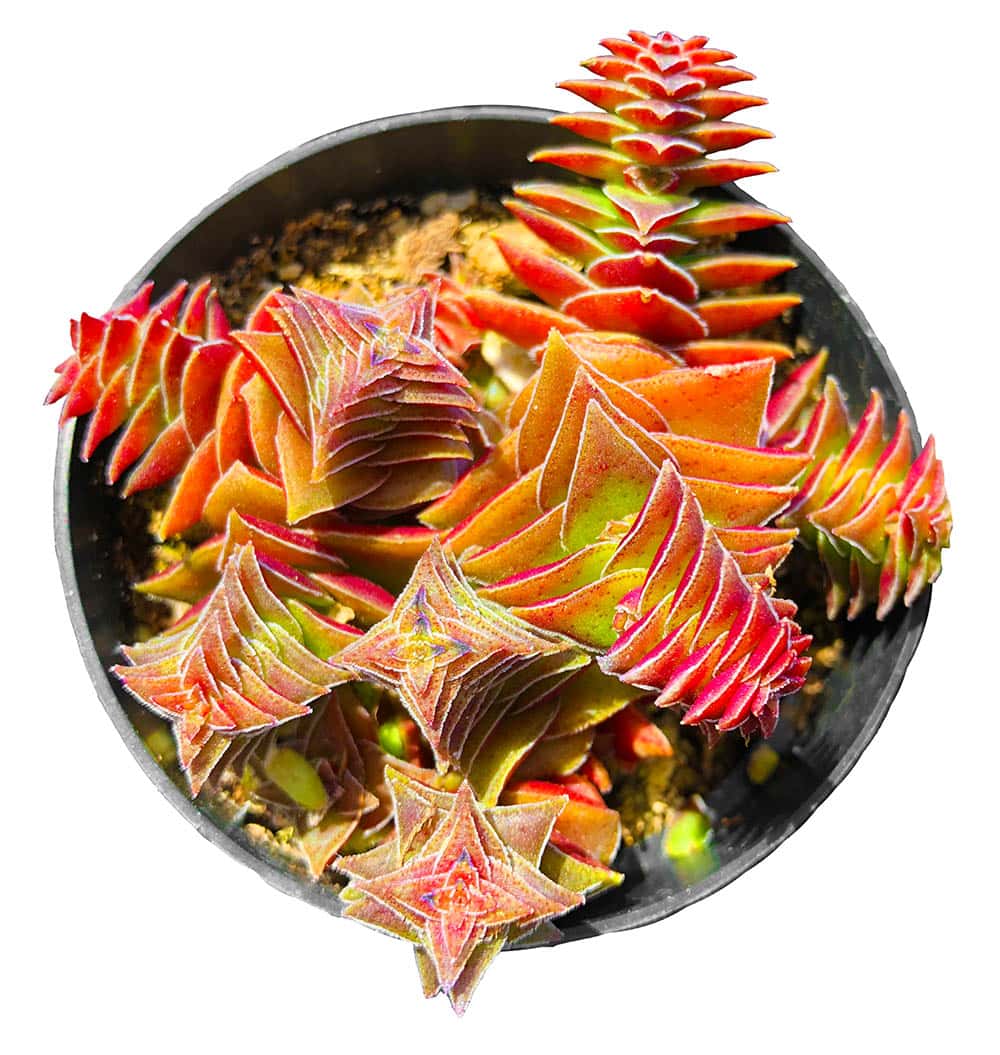 20 Types of Red Succulents (With Pictures)